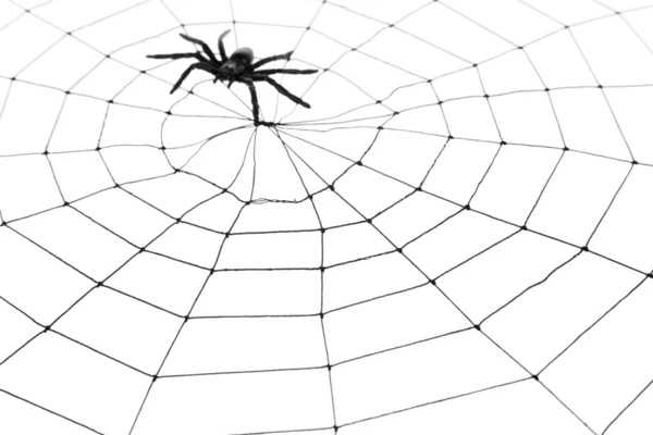 Павутина — стокове фото