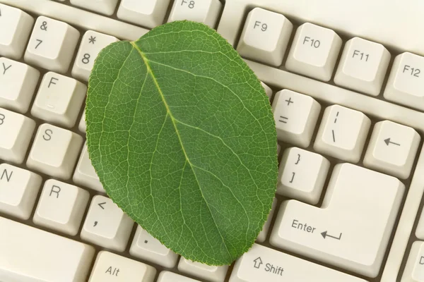 Computer Keyboard and leaf — Stock Photo, Image