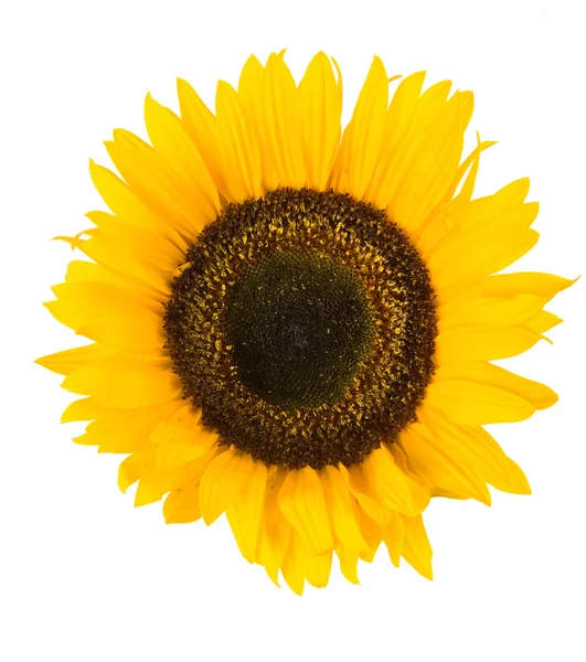 stock image Sunflower