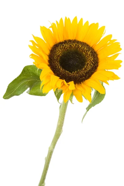 stock image Sunflower