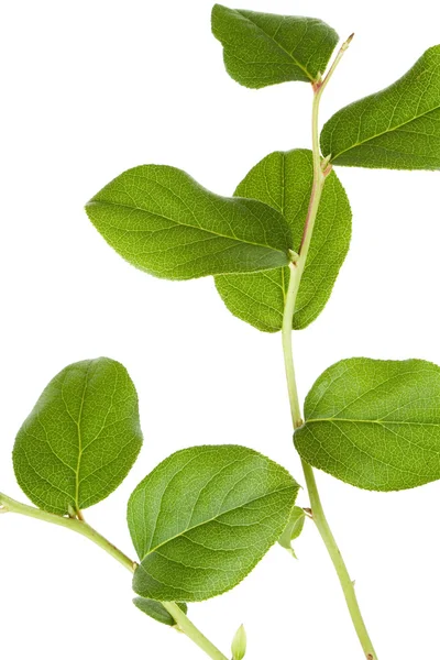 Grünes Blatt — Stockfoto