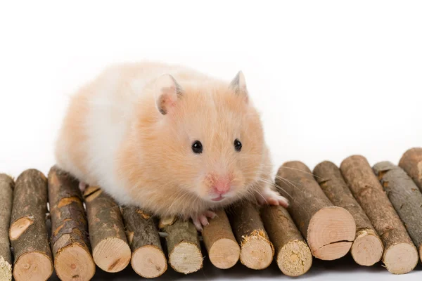 Nallebjörn hamster — Stockfoto