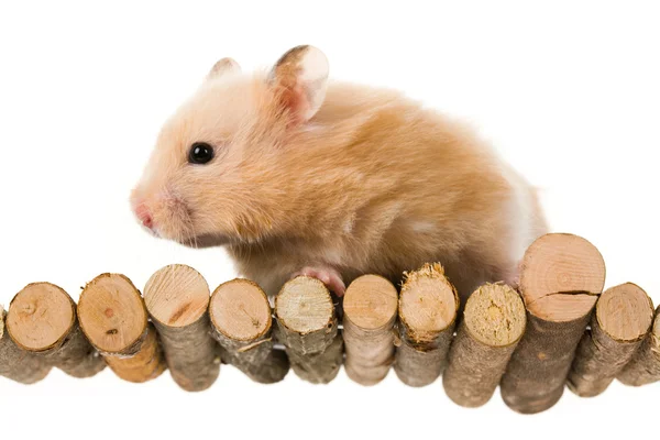 Urso de pelúcia hamster — Fotografia de Stock