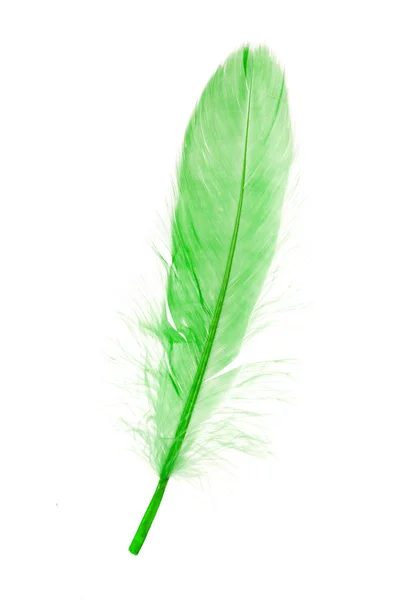 Πράσινο φτερό — Φωτογραφία Αρχείου