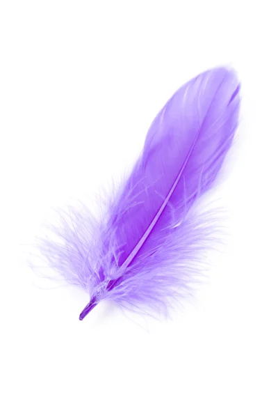Blue Feather — Stock Photo, Image