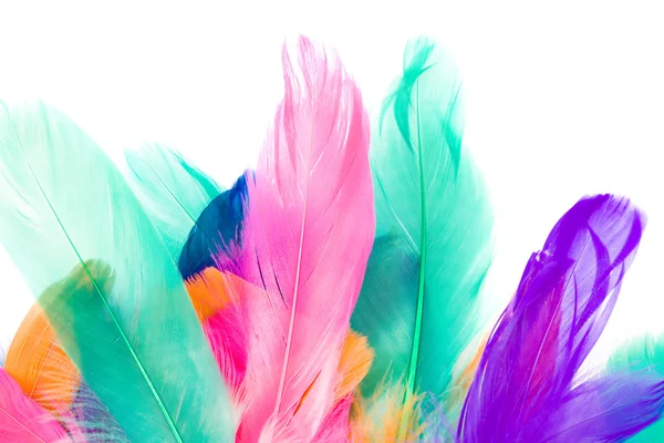 화려한 깃털 — 스톡 사진