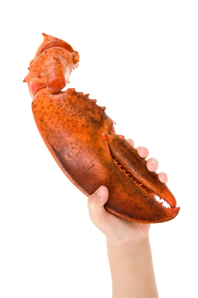 Griffe de homard — Photo
