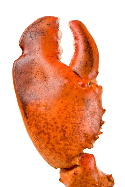 Garra de lagosta — Fotografia de Stock