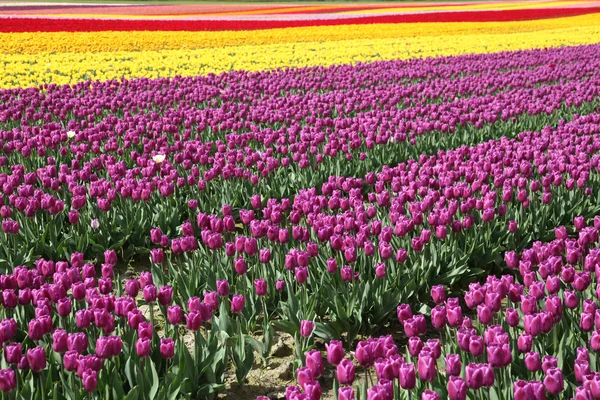 Tulipes fleuries — Photo