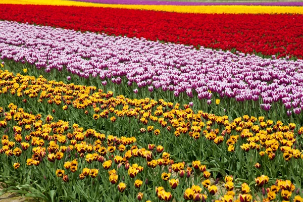 Blossom Tulip — Stock Photo, Image