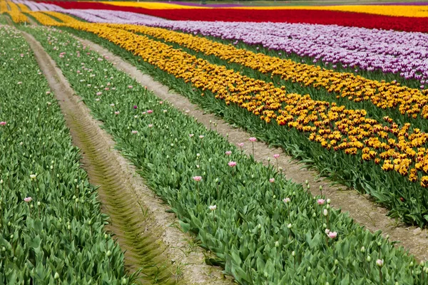 Lale çiçeği — Stok fotoğraf