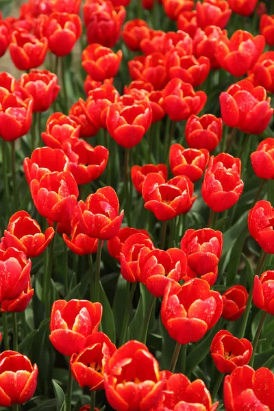 Красный тюльпан Стоковое Изображение