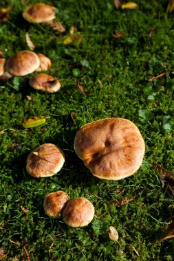 Bolete