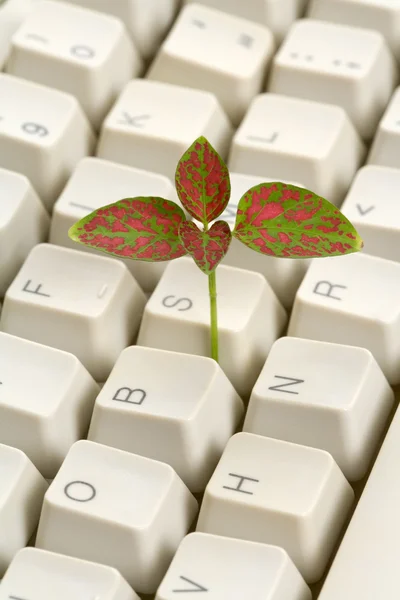Computer Keyboard and sprout — Stock Photo, Image
