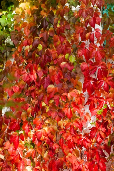 Jesień bluszcz — Zdjęcie stockowe