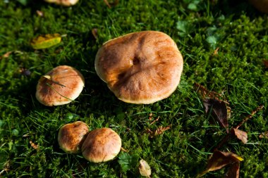 Bolete