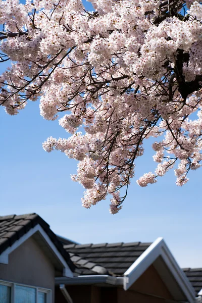 Fleur de cerisier et toit — Photo