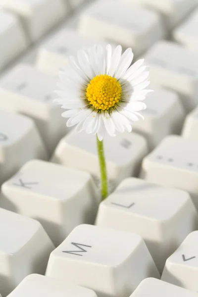 Datorns tangentbord och blomma — Stockfoto