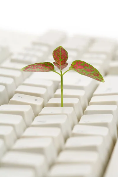 Computer Keyboard and sprout — Stock Photo, Image