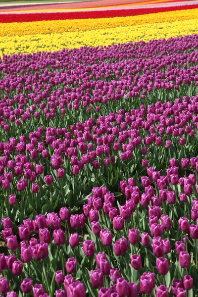 Blossom Tulip — Stockfoto
