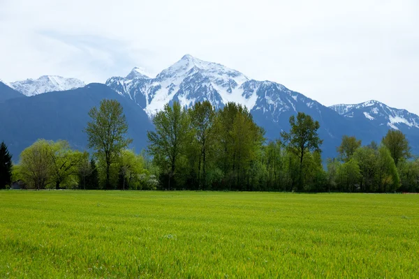 Гора и трава — стоковое фото