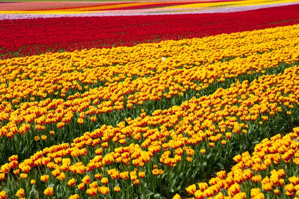 Тюльпани цвітуть — стокове фото