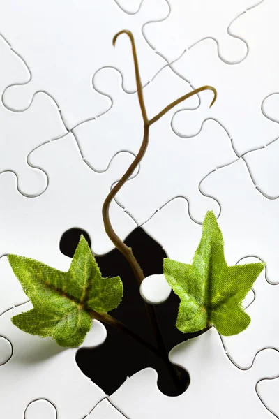 Ivy et Puzzle — Photo