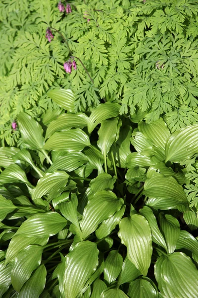 Folhas verdes Fotografias De Stock Royalty-Free