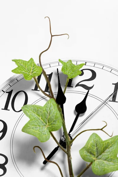 Clock and ivy — Stock Photo, Image