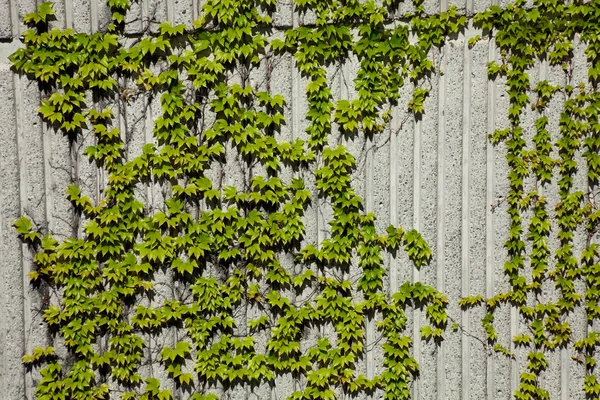 Айви и бетонная стена — стоковое фото