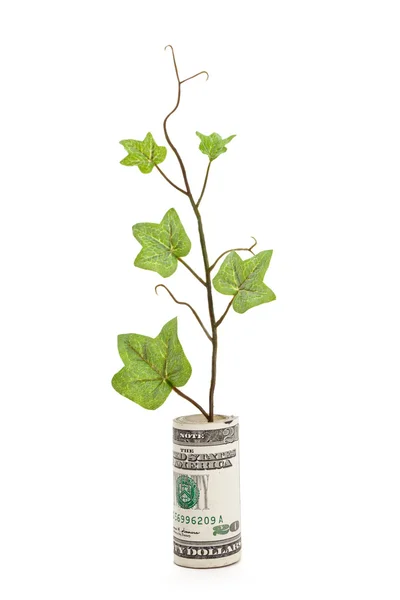 달러와 녹색 새싹 — 스톡 사진