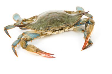 Blue Crab clipart