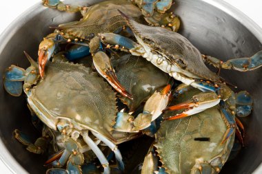 Blue Crab clipart