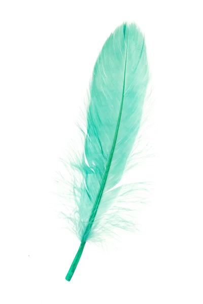 Green Feather — Stock Photo, Image