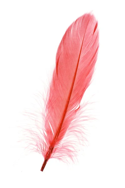 빨간 깃털 — 스톡 사진