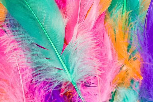 Colorful Feather — Stock Photo, Image