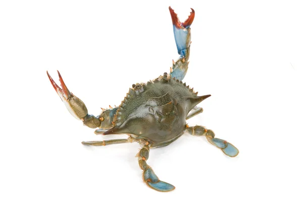 Blå krabba — Stockfoto