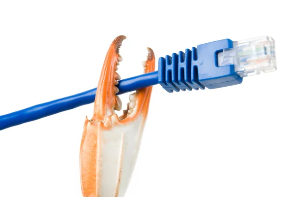 Krabí klepeto a síťový kabel — Stock fotografie