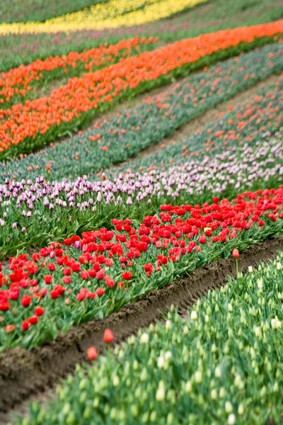 Kleurrijke tulip — Stockfoto