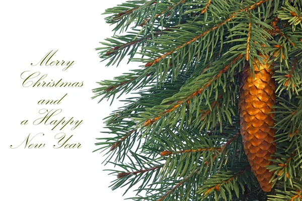 Fir tree branches with cone. — Stock Photo, Image