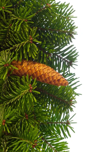 Fir tree branches with cone. — Stock Photo, Image