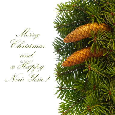 Fir tree branches with cones. clipart