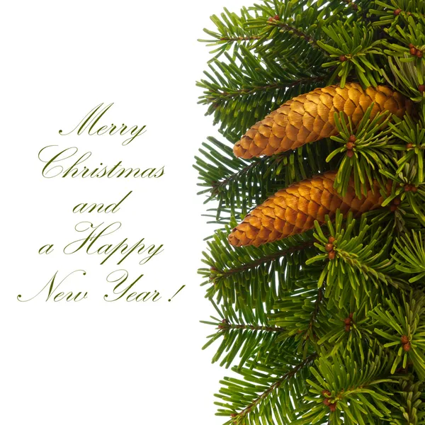 Fir tree branches with cones. — Stock Photo, Image