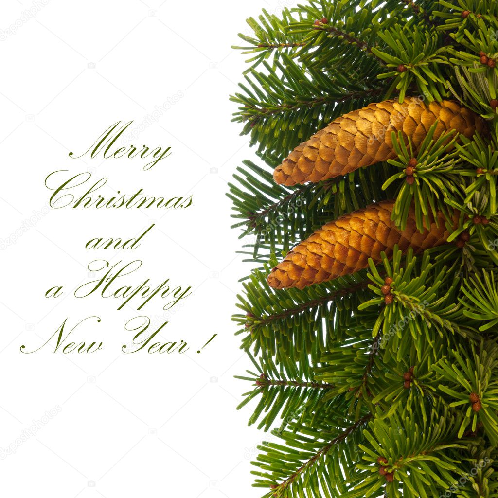 Fir tree branches with cones.