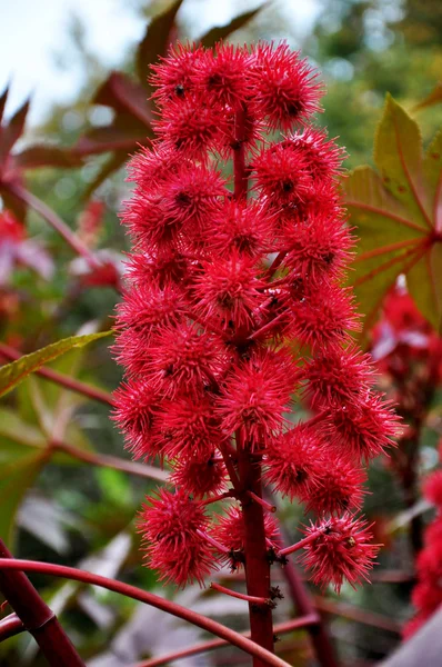 stock image Beautiful prickly plant in red colours