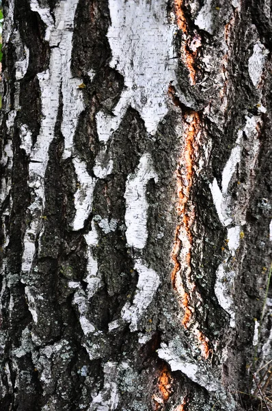 Birch doku — Stok fotoğraf