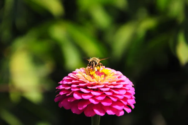 Маленькая пчела на цветке — стоковое фото