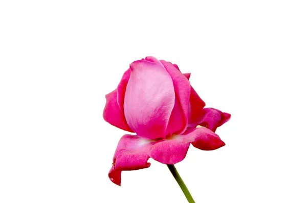 Beau bourgeon rose — Photo