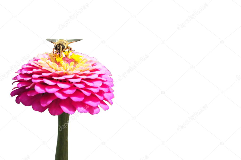 The little bee on a flower isolated on white