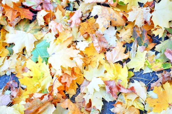 Schöne gelbe Blätter — Stockfoto